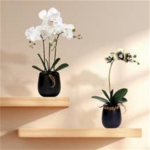 Sophie Pot Single or Triple Orchid