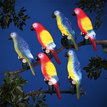 Solar Parrot Set